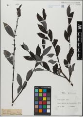 Foto von Salix glabra Scop.